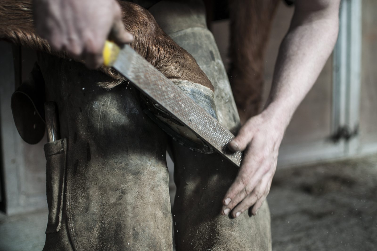 Detalhe dos cascos do cavalo de corrida sobre a grama da raia